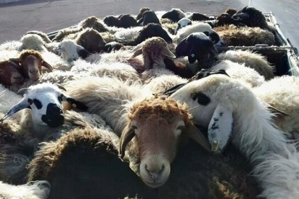 سرقت مسلحانه در روستای الهاسی: قتل یک خانواده و سرقت گله گوسفندان