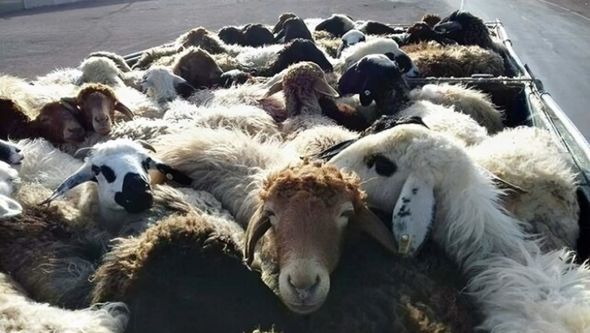 سرقت مسلحانه در روستای الهاسی: قتل یک خانواده و سرقت گله گوسفندان