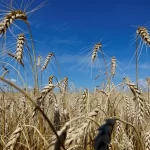 آغاز پرداخت مطالبات گندم‌کاران؛ گامی مثبت در حمایت از کشاورزان