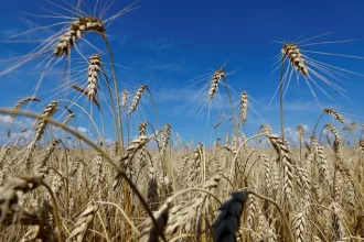 آغاز پرداخت مطالبات گندم‌کاران؛ گامی مثبت در حمایت از کشاورزان