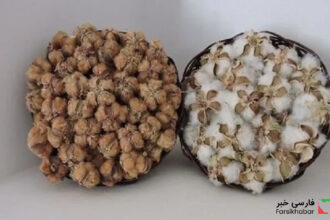 پنبه قهوه‌ای خوسف؛ میراثی کهن در جدال با چالش‌های امروز