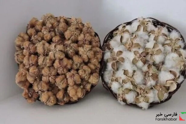 پنبه قهوه‌ای خوسف؛ میراثی کهن در جدال با چالش‌های امروز