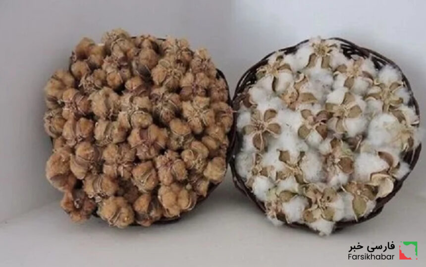 پنبه قهوه‌ای خوسف؛ میراثی کهن در جدال با چالش‌های امروز