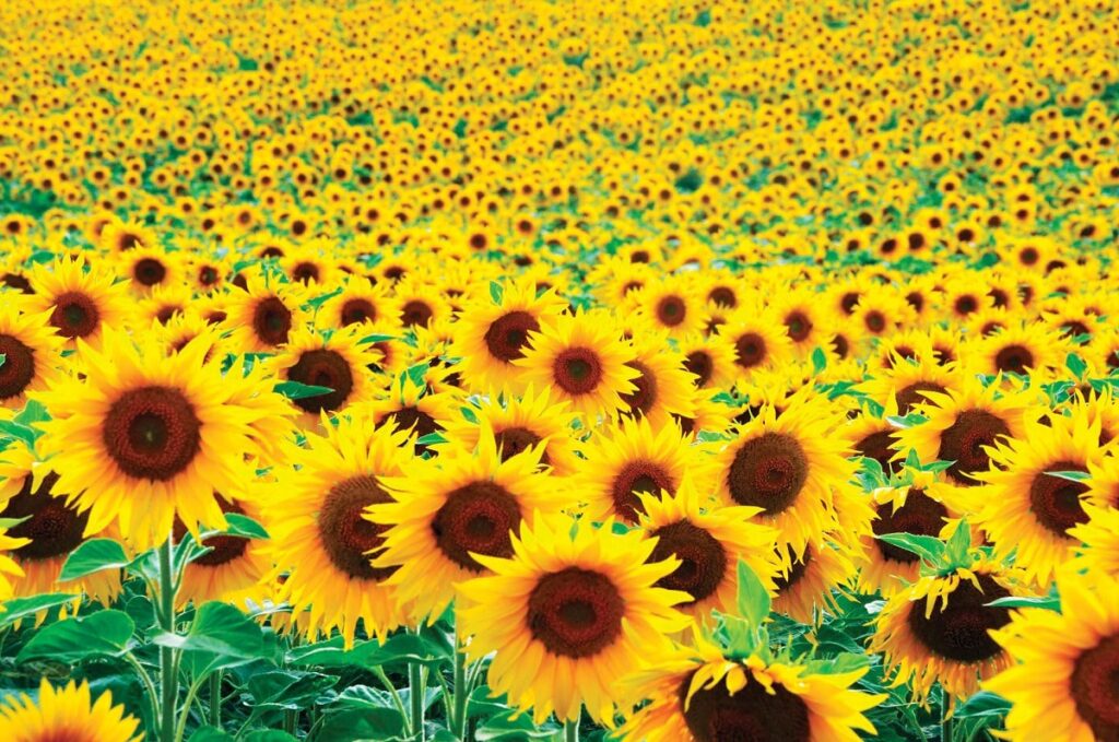 گل‌های آفتابگردان شادی می‌آورند  اما آیا این کافی است؟