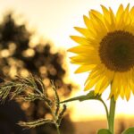 گل‌های آفتابگردان شادی می‌آورند  اما آیا این کافی است؟
