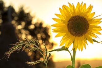 گل‌های آفتابگردان شادی می‌آورند  اما آیا این کافی است؟