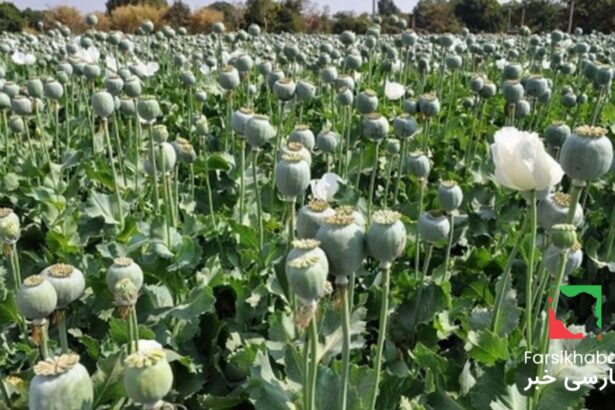 کشت خشخاش در ایران؛ بحران پنهان
