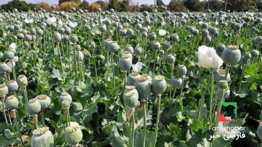 کشت خشخاش در ایران؛ بحران پنهان